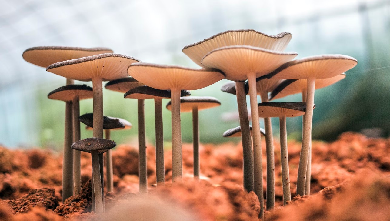 В России теперь могут посадить за сбор и продажу особо ценных грибов и растений