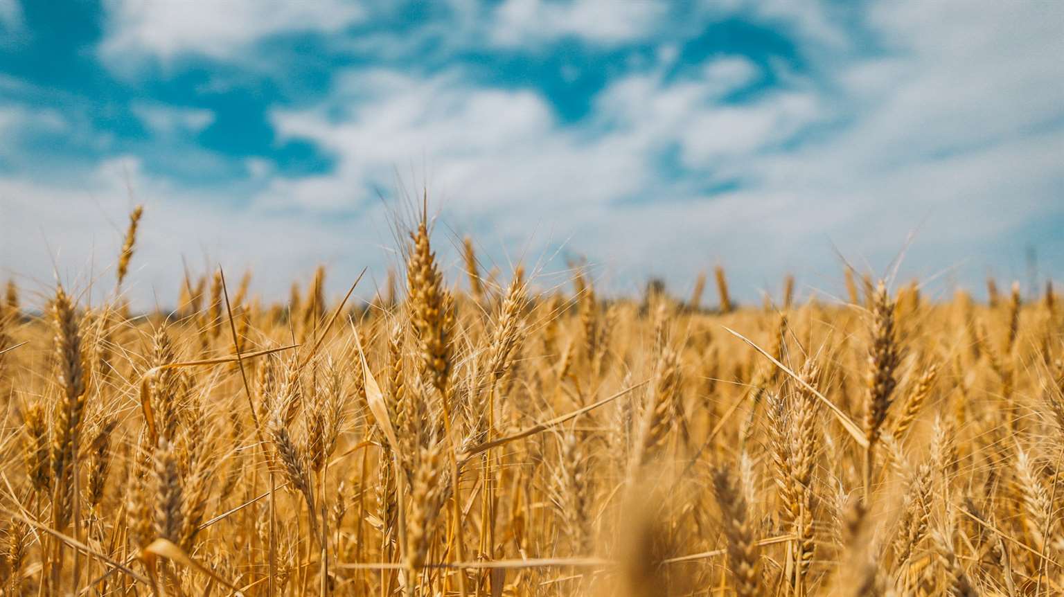 США ищут новые пути для экспорта зерна из Украины