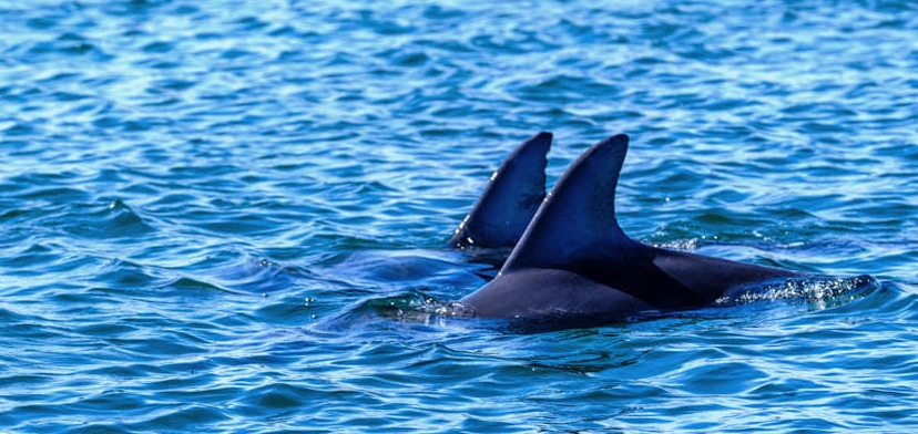 Австралийские дельфины научились воровать