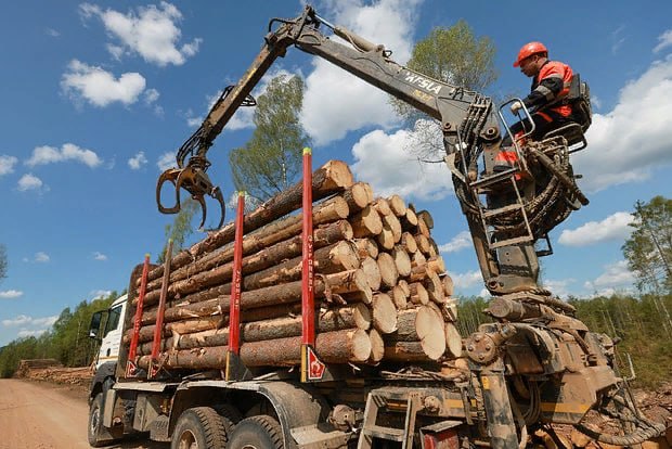 В России снижение объема заготовки леса. Данные Рослесинфорга