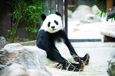 В Таиланде умерла единственная гигантская панда