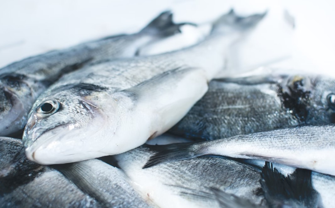 Дальний Восток России увеличил экспорт рыбы и рыбопродукции в 2023 году