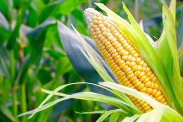 В Амурской области появится элеватор на 50 тысяч тонн кукурузы