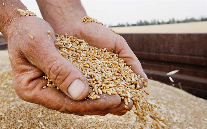 Игорь Абакумов: Россия не готова хранить большие объёмы зерна