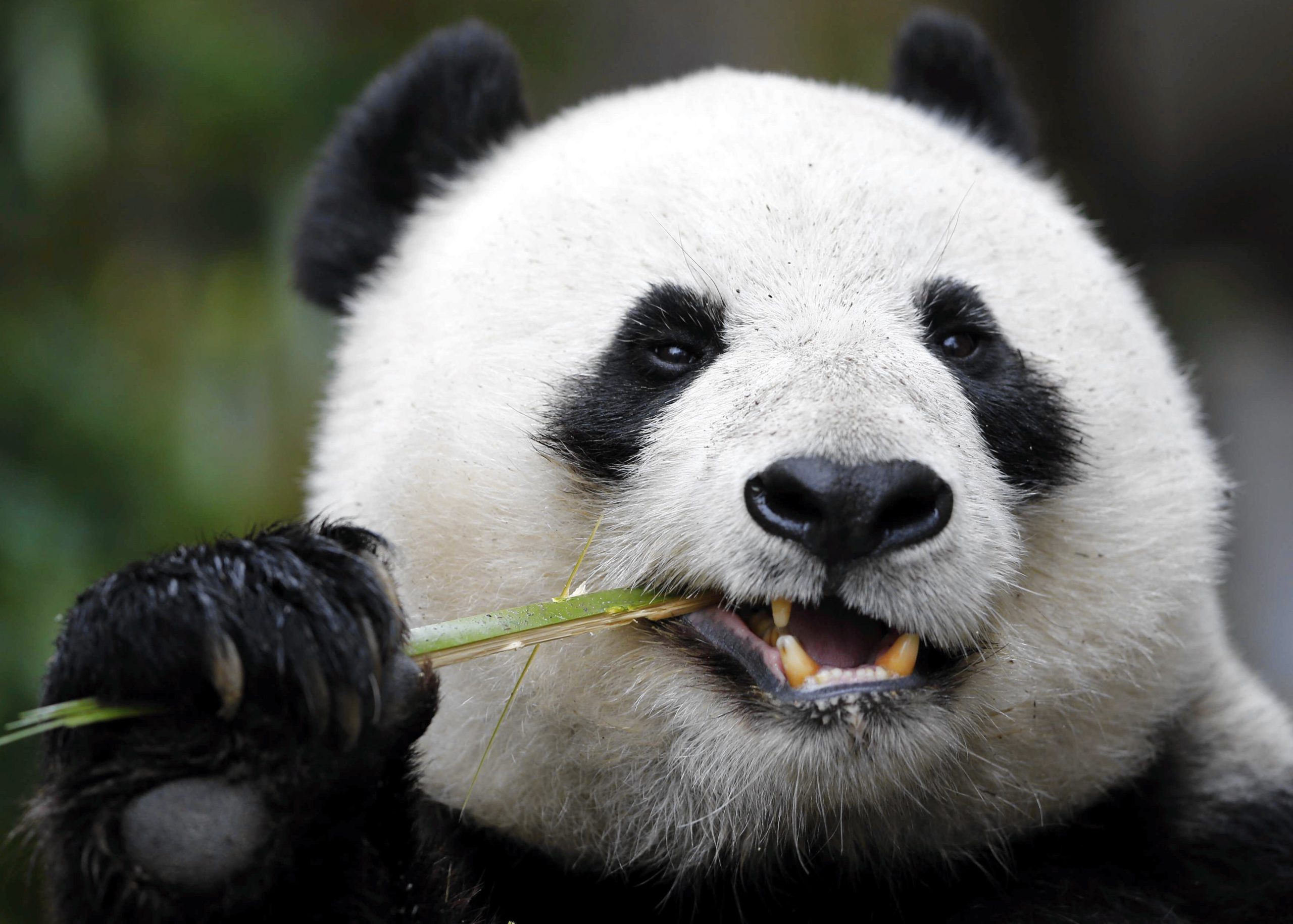 Три большие панды из зоопарка Вашингтона скоро вернутся домой в Китай