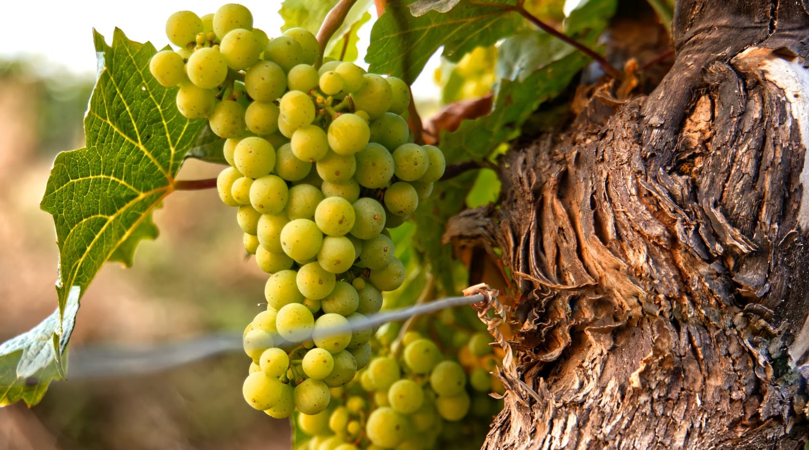 Правительство продлит повышенные пошлины на вино из «недружественных» стран
