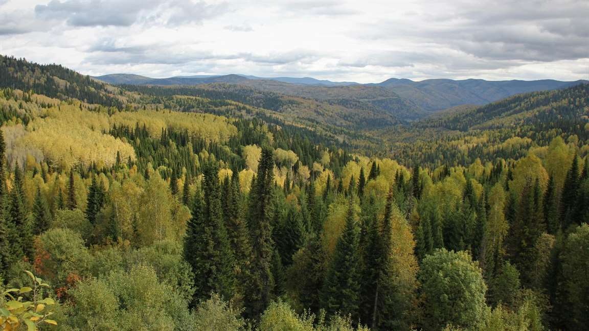 Уже в 2023 году в трех регионах заработает государственный лесной реестр