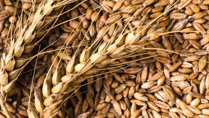 В России урожай зерна ожидается на уровне около 140 млн тонн