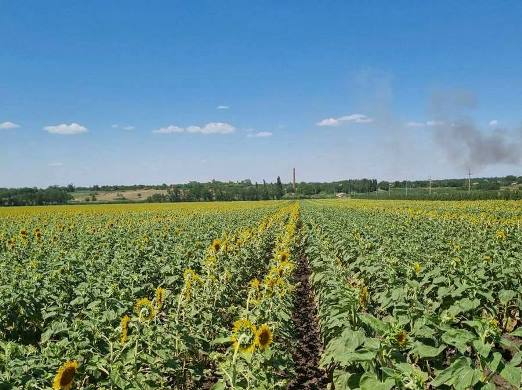 В Воронежской области подвели итоги выращивания подсолнечника