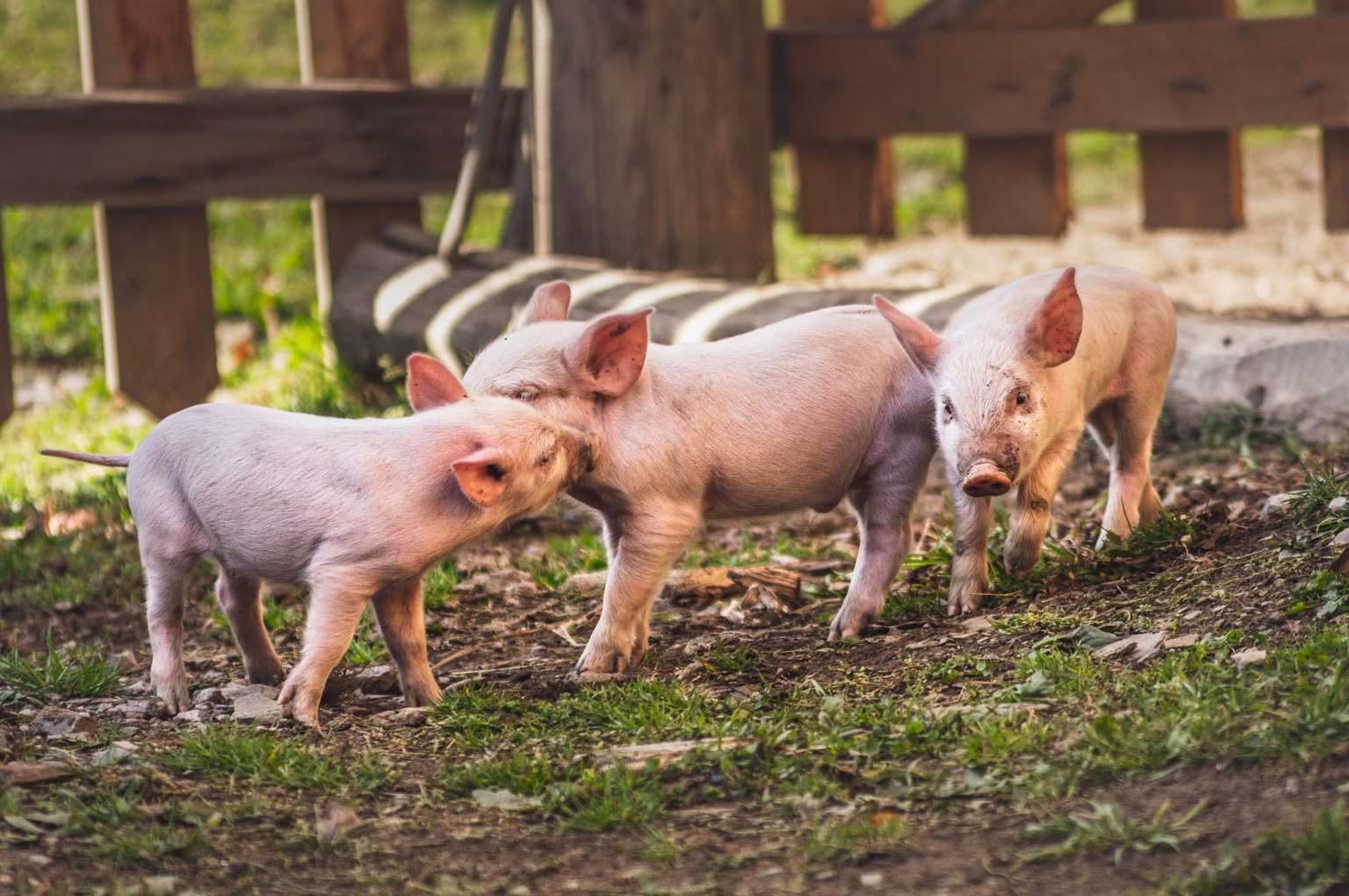 В России начались внеплановые проверки бизнеса из-за чумы свиней